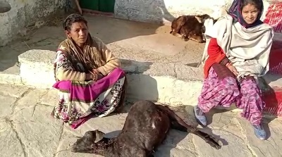 गोठ का दरवाजा तोड़ गुलदार ने मचाया आतंक, पालतू जानवरों को बनाया निवाला