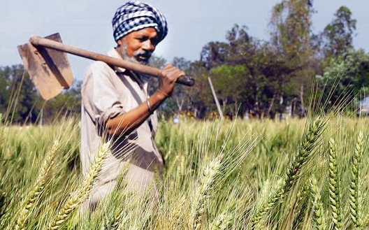 बड़ी खबर! जिले के बेहतर फसल उगाने वाले काश्तकार भेजे जायेंगे विदेश