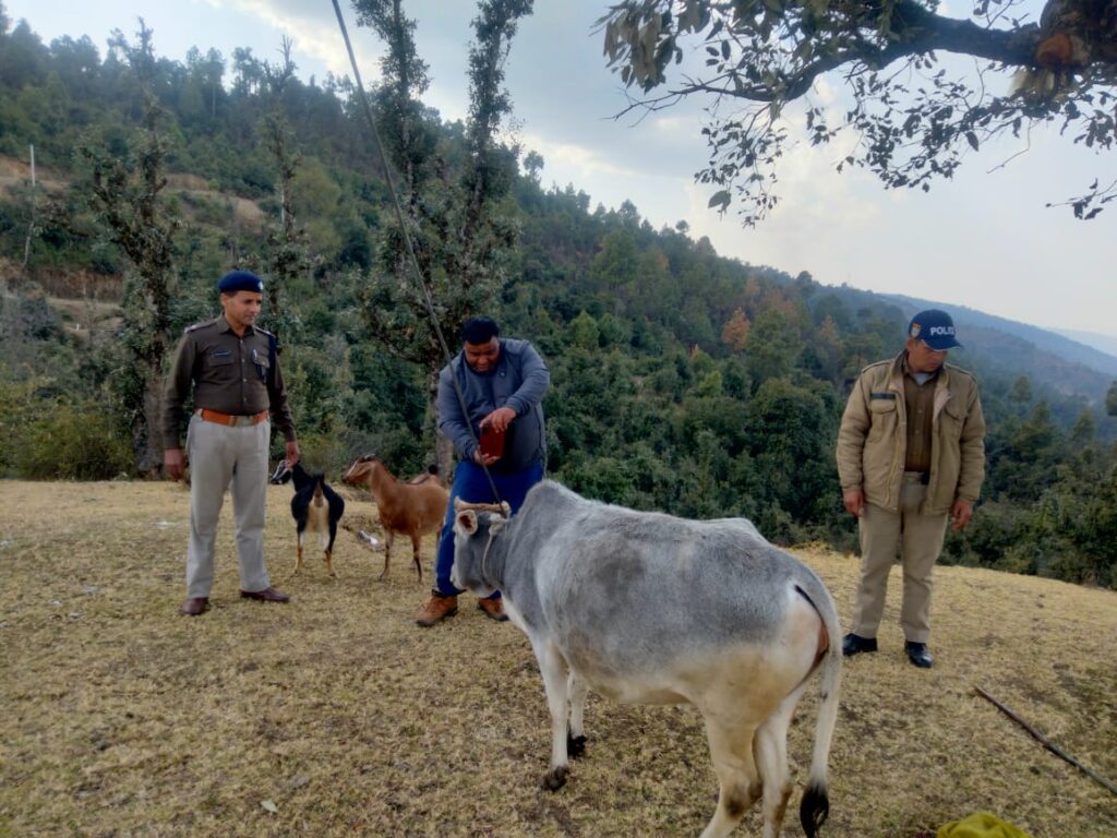 अल्मोड़ा में पशुओं को आवारा छोड़ने वाले सावधान, आवारा पशु छोड़ने पर मालिकों के खिलाफ ये कार्यवाही करेगी पुलिस