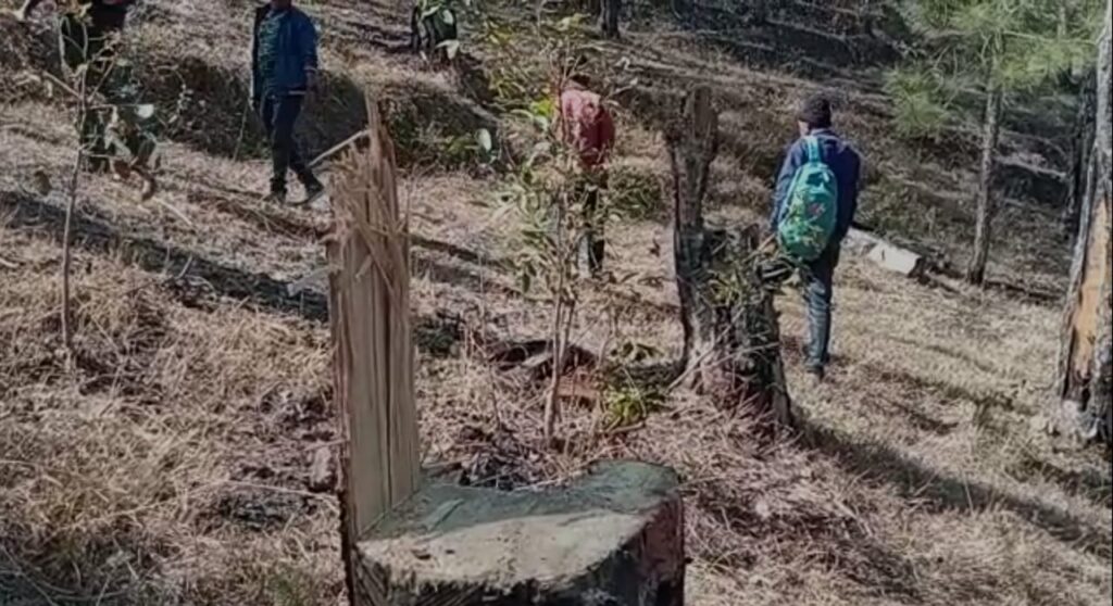 अल्मोड़ाः अवैध ढंग से धड़ाधड़ काट डाले हरे पेड़़….. अब ये विभाग करेगा कार्यवाही